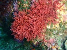 red carrageenan